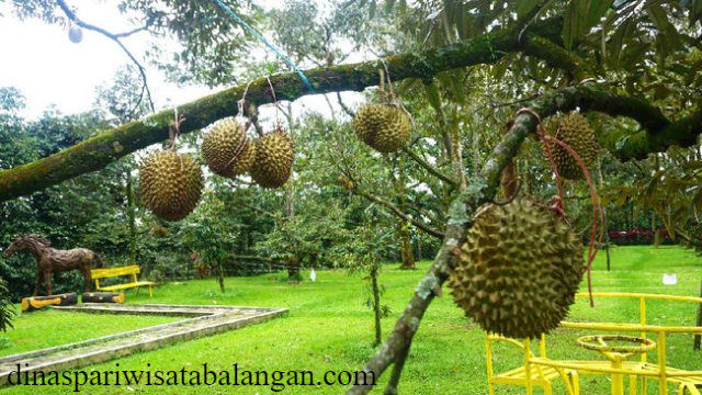 Wisata Kuliner Durian Terbaik Warson Farm Bogor